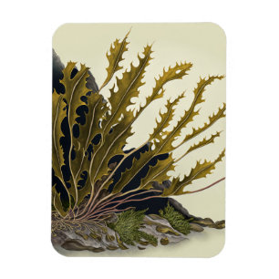 Tidal Fronds Magnet