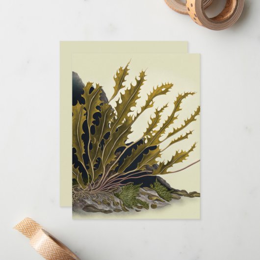 Tidal Fronds Mitteilungskarte (Vorderseite/Rückseite Beispiel)
