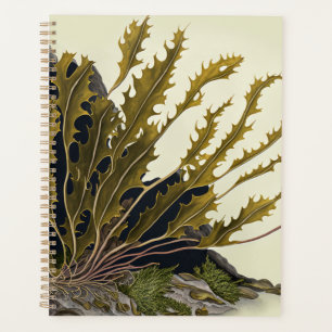 Tidal Fronds Planer