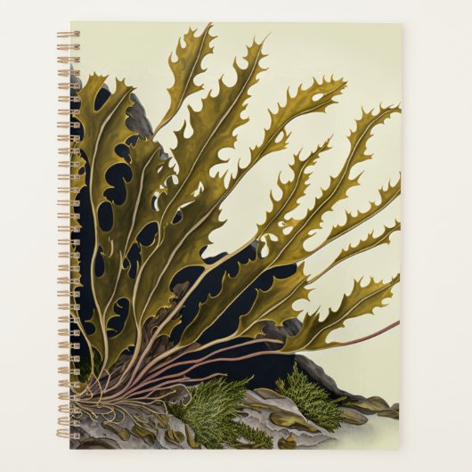Tidal Fronds Planer (Vorderseite)