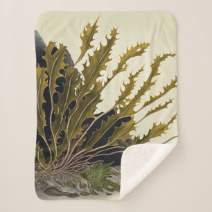 Tidal Fronds Sherpadecke
