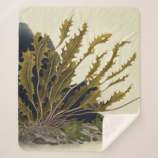 Tidal Fronds Sherpadecke (Vorderseite)
