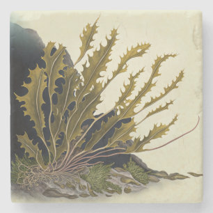 Tidal Fronds Steinuntersetzer