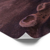 Tide Pools in La Jolla, CA Poster (Ecke)