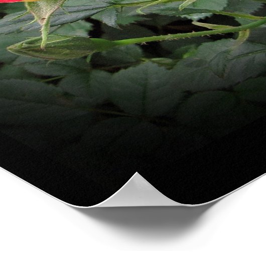 Tidely Winks Miniatur Rose Kunst, Dichtung und Mus Poster (Ecke)