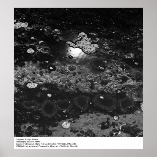 Tidepools, Bodega Station von Ansel Adams Poster (Vorne)