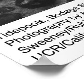 Tidepools, Bodega Station von Ansel Adams Poster (Ecke)