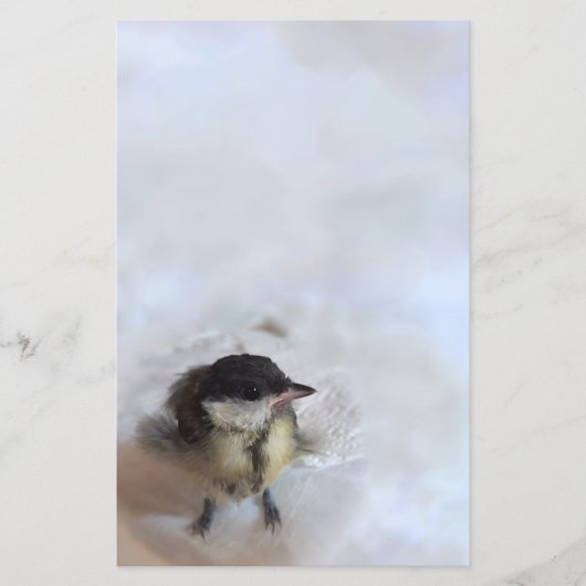 Tidi my Bird the Parus Major (Vorderseite)