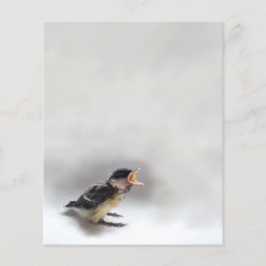 Tidi my Bird the Parus Major (Vorderseite)