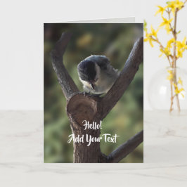 Tidi my Bird the Parus Major Karte