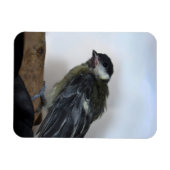 Tidi my Bird the Parus Major Magnet (Horizontal)
