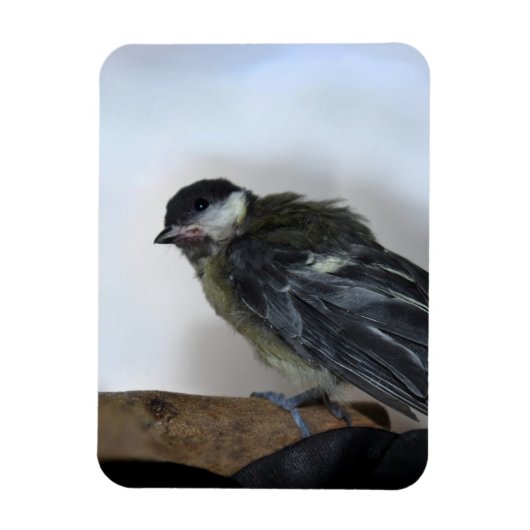 Tidi my Bird the Parus Major Magnet (Vertikal)