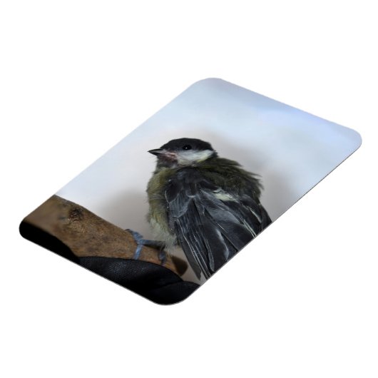 Tidi my Bird the Parus Major Magnet (Linke Seite)
