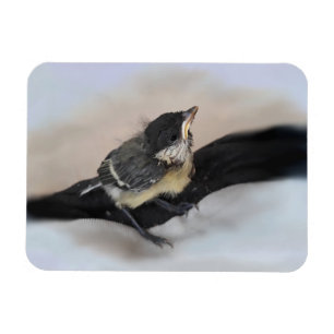 Tidi my Bird the Parus Major Magnet