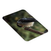 Tidi my Bird the Parus Major Magnet (Rechte Seite)