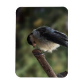 Tidi my Bird the Parus Major Magnet (Vertikal)