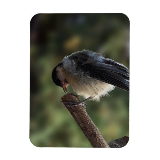 Tidi my Bird the Parus Major Magnet (Vertikal)