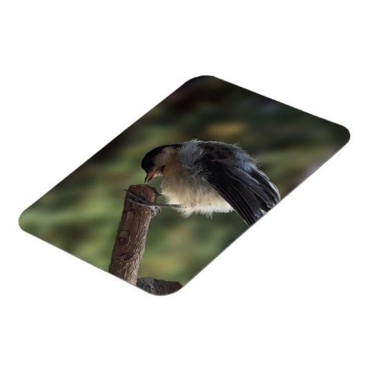 Tidi my Bird the Parus Major Magnet (Linke Seite)