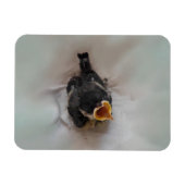 Tidi my Bird the Parus Major Magnet (Horizontal)
