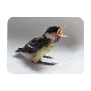 Tidi my Bird the Parus Major Magnet