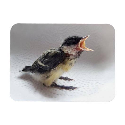 Tidi my Bird the Parus Major Magnet (Horizontal)