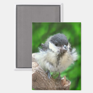 Tidi my Bird the Parus Major Magnet