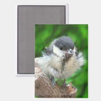 Tidi my Bird the Parus Major Magnet