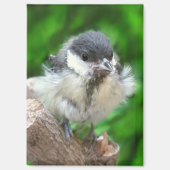 Tidi my Bird the Parus Major Magnet (Vorderseite)