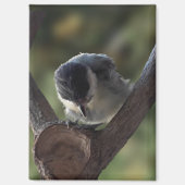 Tidi my Bird the Parus Major Magnet (Vorderseite)