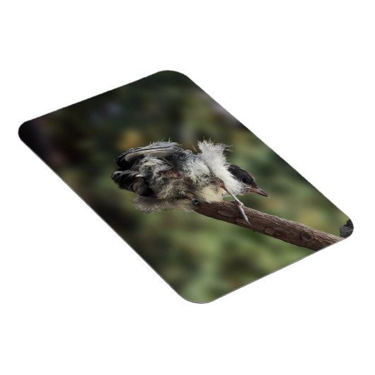 Tidi my Bird the Parus Major Magnet (Rechte Seite)