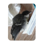 Tidi my Bird the Parus Major Magnet (Vertikal)