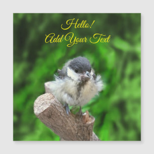 Tidi my Bird the Parus Major Magnetkarte