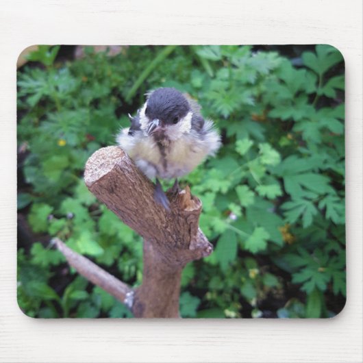 Tidi my Bird the Parus Major Mousepad (Vorne)