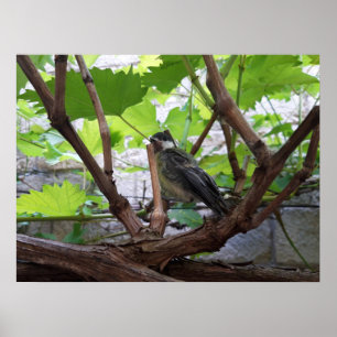 Tidi my Bird the Parus Major Poster