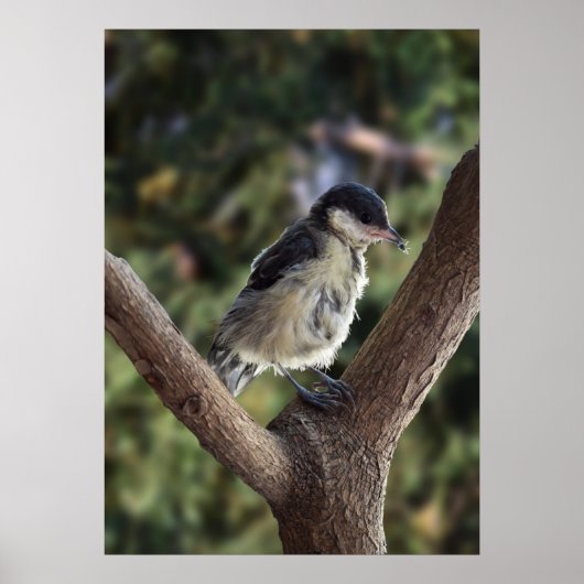 Tidi my Bird the Parus Major Poster (Vorne)