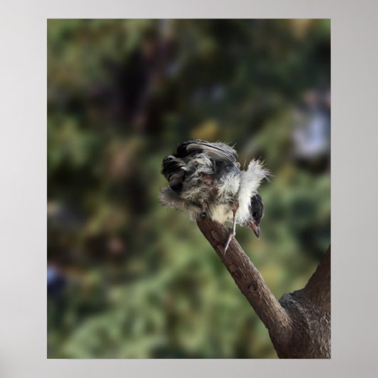 Tidi my Bird the Parus Major Poster (Vorne)