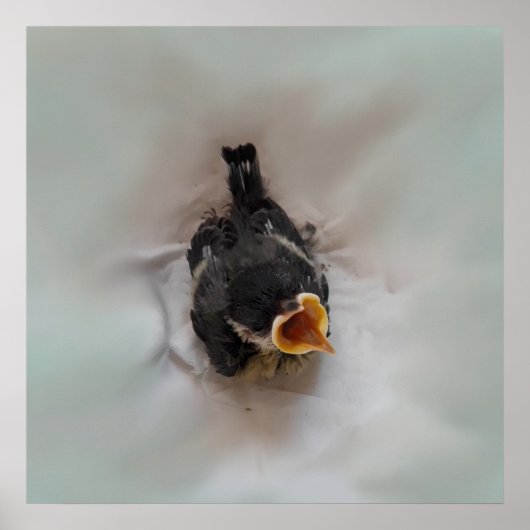 Tidi my Bird the Parus Major Poster (Vorne)