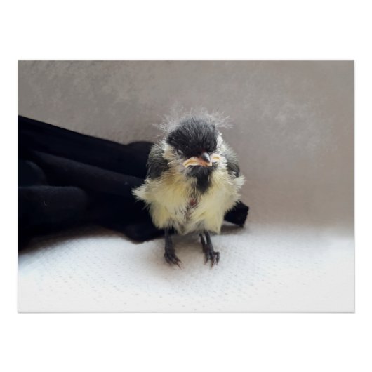 Tidi my Bird the Parus Major Poster (Vorderseite)