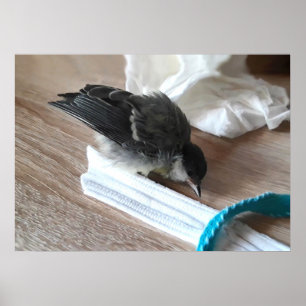 Tidi my Bird the Parus Major Poster