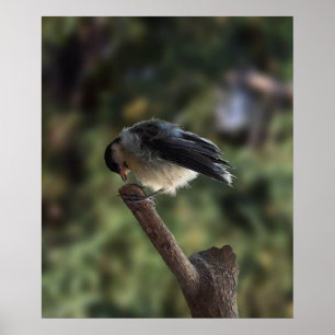 Tidi my Bird the Parus Major Poster
