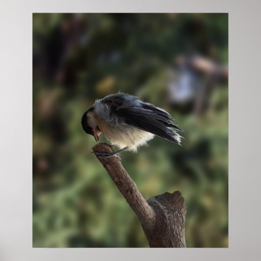 Tidi my Bird the Parus Major Poster (Vorne)