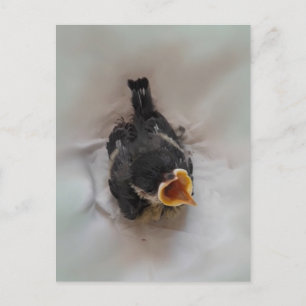 Tidi my Bird the Parus Major Postkarte