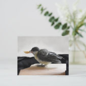 Tidi my Bird the Parus Major Postkarte (Stehend Vorderseite)