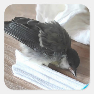 Tidi my Bird the Parus Major Quadratischer Aufkleber