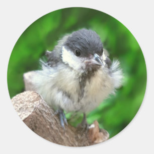 Tidi my Bird the Parus Major Runder Aufkleber