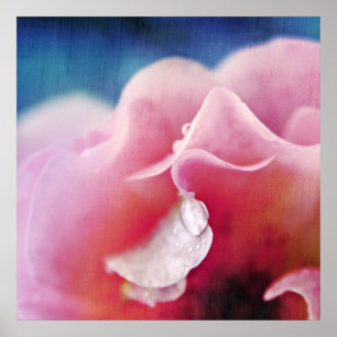 Tief fällt auf rosa Rose Macro Abstrakt Poster