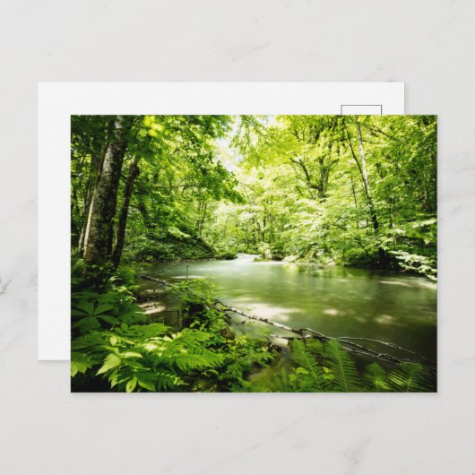 tief in den Wald Postkarte (Vorne/Hinten)