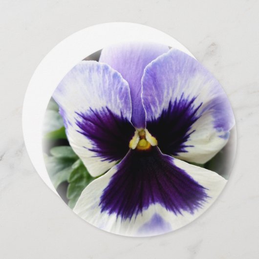 tief lila auf weiße Pansie Einladung (Vorne/Hinten)