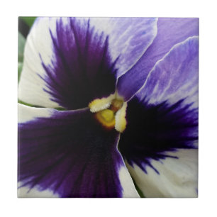 tief lila auf weiße Pansie Fliese