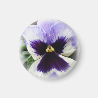 tief lila auf weiße Pansie Magnet
